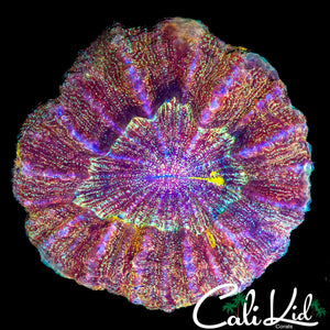 ULTIMATE SPECKLED ACANTHO