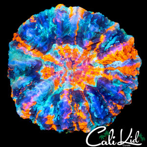 SHATTERED GLASS MEAL CORAL