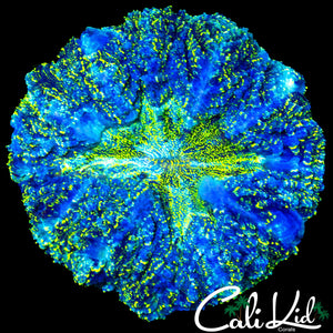 ULTRA SPECKLED ACANTHO