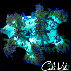 BLUE TIP ULTRA ELEGANCE