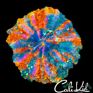 BEAUTIFUL MINI ACANTHO