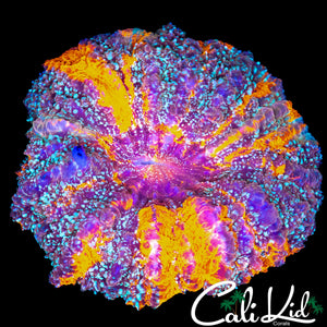 RARE 4 COLOR ACANTHO