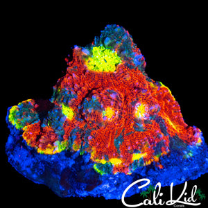 INSANE RAINBOW RIM CHALICE COLONY