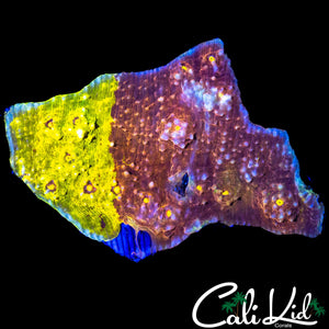 ULTRA 50/50 CHALICE MINI COLONY