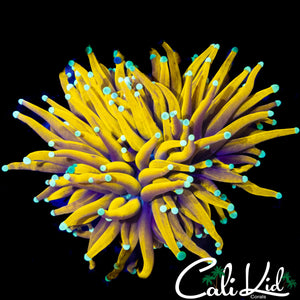 TEAL TIP BANANA TORCH