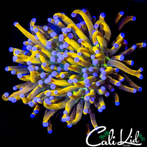 GOLDEN PURPLE TIP TORCH