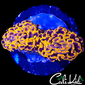 ELECTRIC ORANGE HAMMER DOUBLE