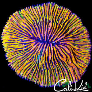 RARE RAINBOW FUNGIA