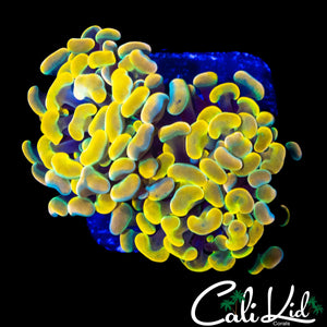 SUPER RAINBOW BRANCHING HAMMER DOUBLE