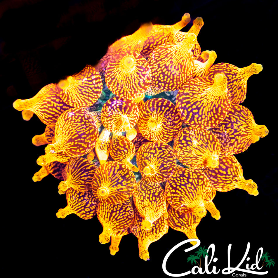 COLORADO SUNBURST NEM