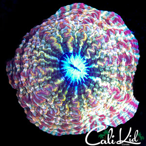 INSANE RARE RAINBOW INDOPHYLLIA