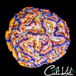 ULTRA RAINBOW WILSONI COLONY