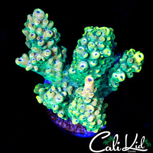 ULTRA RAINBOW ACRO