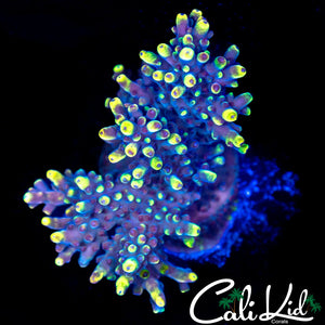 BLUE ANGEL ACRO