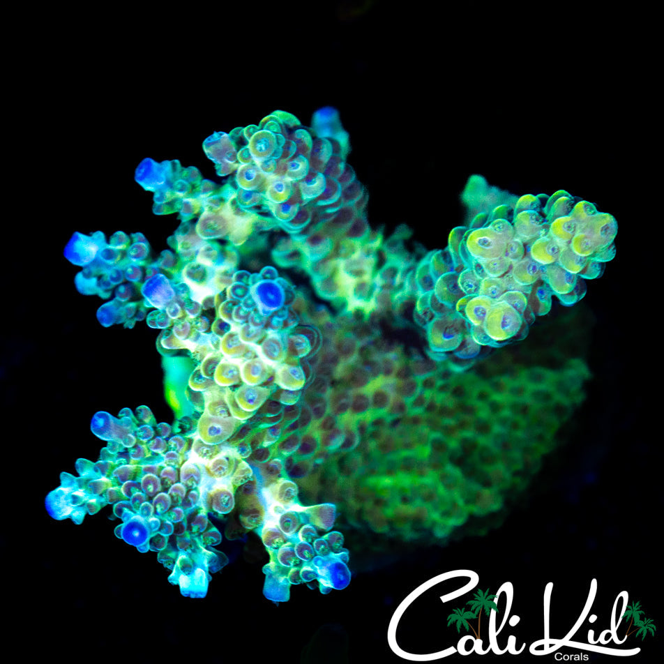ULTRA RAINBOW ACRO