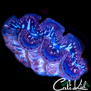 ULTRA MAXIMA CLAM