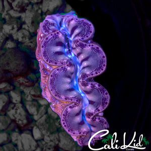 ULTRA MAXIMA CLAM