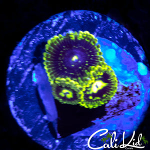 EXOSPHERE TRIPLE