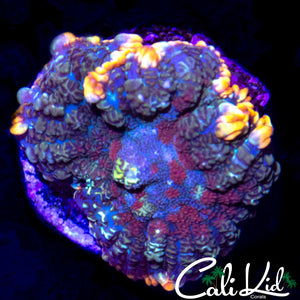 TRI COLOR RHODACTIS SHROOM