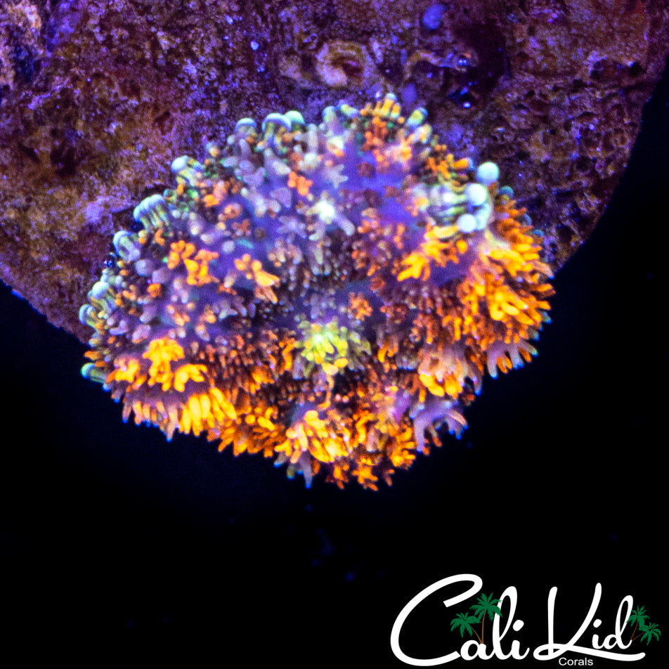 CK GUMDROP MUSHROOM MORPH