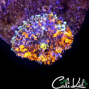 CK GUMDROP MUSHROOM MORPH