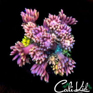 MALAYSIAN RAINBOW GONI