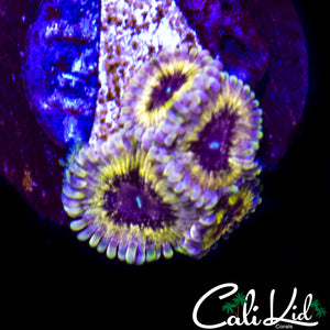 CK DIABOLICAL ZOA QUAD