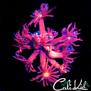 BLUE TIP GONI