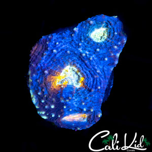 RAINBOW EYE ECHINATA