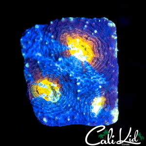 RAINBOW EYE ECHINATA