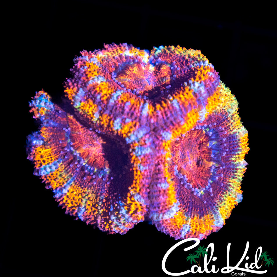 ULTRA RAINBOW ACAN TRIPLE