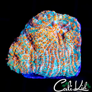 CREAMSICLE CONVICT CHALICE