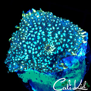 WHITE SPOTTED DISCO SHROOM