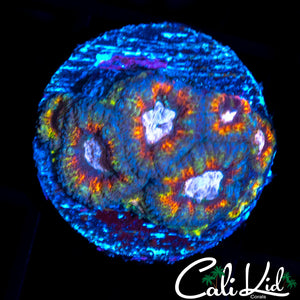 CK RAINBOW MICRO FRAG
