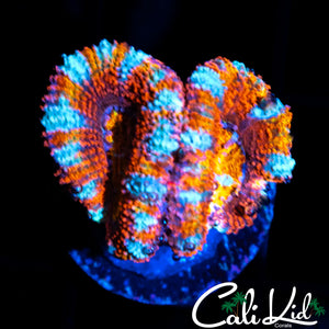 WHITE STRIPLE ACAN DOUBLE