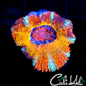 CK PENNYWISE ACAN
