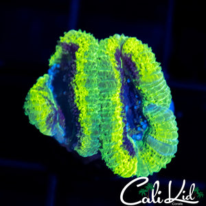 RASTA ACAN DOUBLE