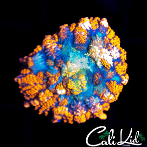 ULTRA RAINBOW RHODACTIS