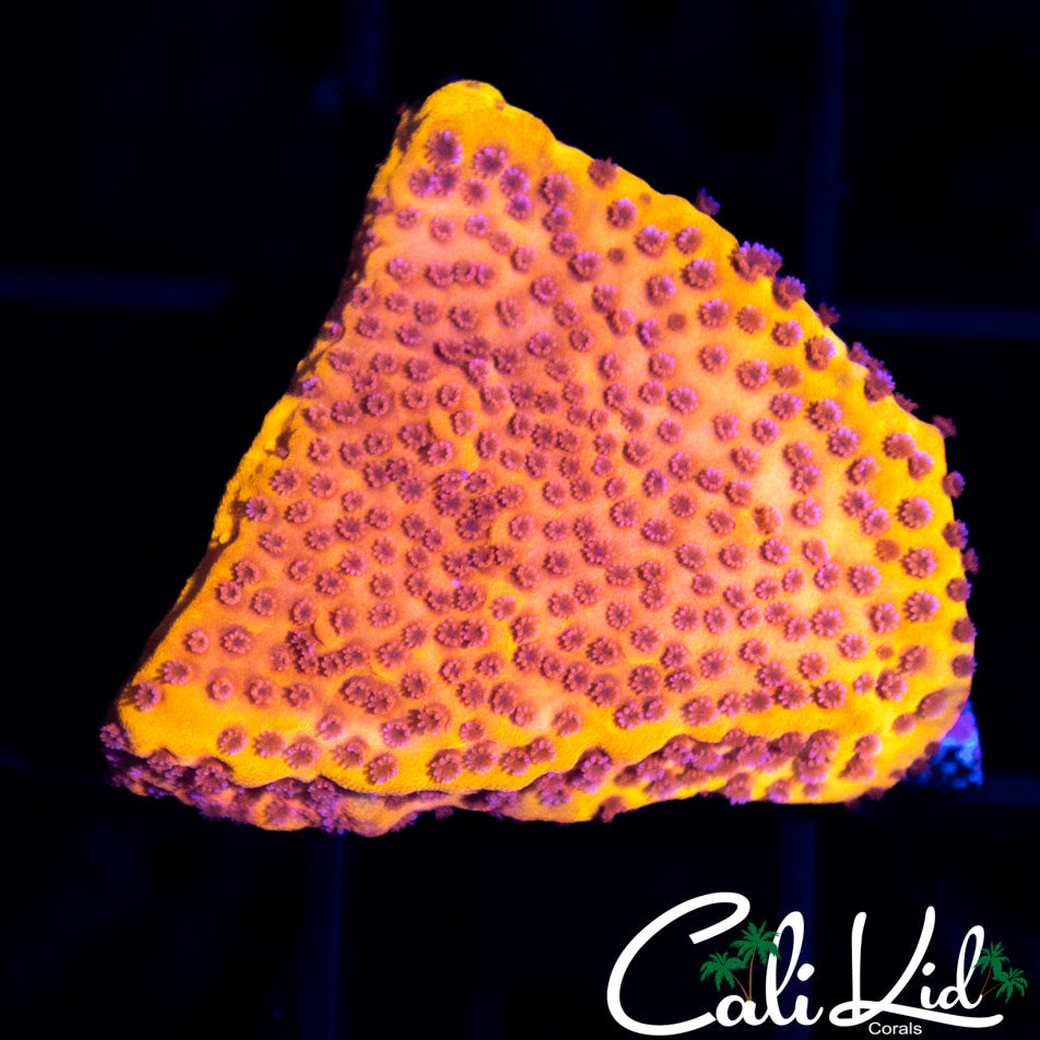 STARBURST MONTI