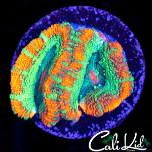 RARE ASIAN ACAN DOUBLE