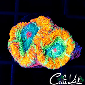 RARE ASIAN ACAN DOUBLE