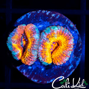 CK PENNYWISE BABY ACAN DOUBLE