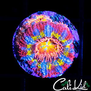BSA BLACK HOLE SUN ACAN W/ BABIES