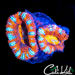 WHITE STRIPE ACAN DOUBLE
