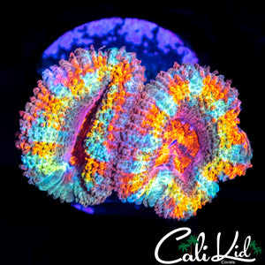 ULTIMATE RAINBOW ACAN DOUBLE