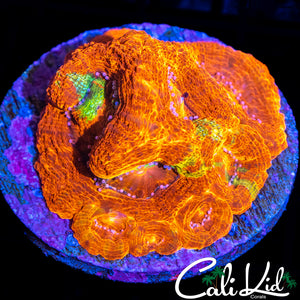 BMF RAINBOW BOWER COLONY