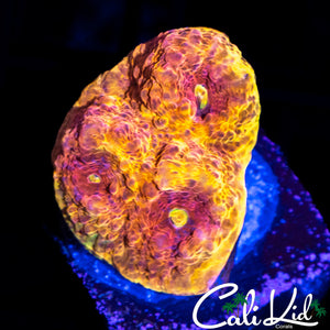RAINBOW PHOENIX MONTI