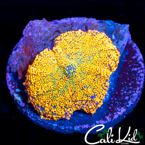 INSANE RAINBOW RHODACTIS