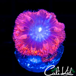 SUPERMAN BLASTO TRIPLE