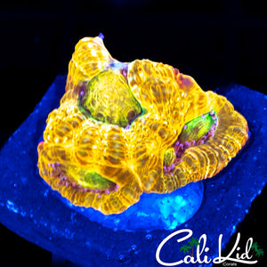 SNIPER SPS RAINBOW HILLAE